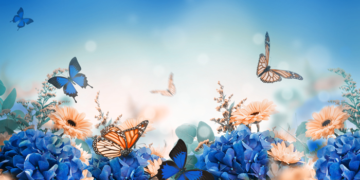 A photo of butterflies fluttering for the careers in biology blog article demonstrating how an entomologist is a potential career track with a bachelor's in biology degree from Saint Leo University 